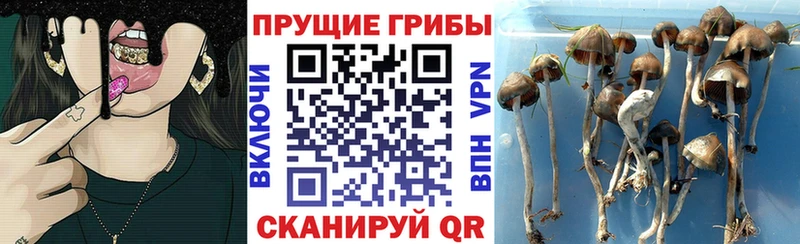 наркотики Котельники сайты даркнета Telegram Псилоцибиновые грибы MAGIC MUSHROOMS